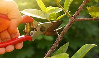 prunning